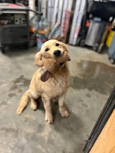 male purebred golden retriever dna tested - Photo 3