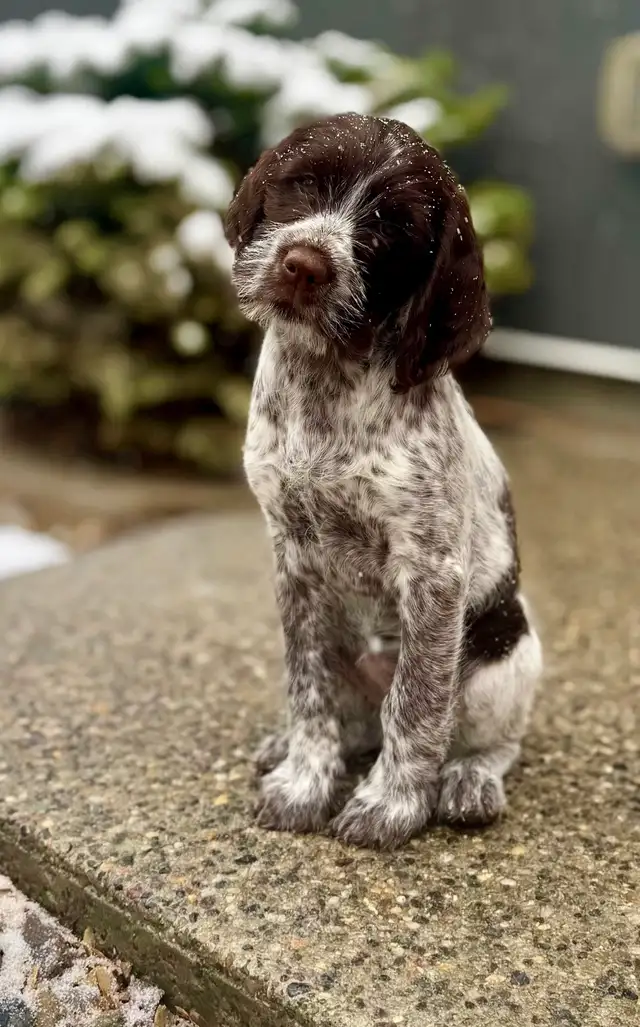 Spriffon Puppies/ Springer Spaniel x Wirehaired Pointing Griffon