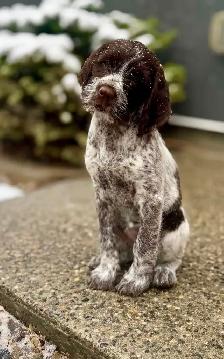 Spriffon Puppies/ Springer Spaniel x Wirehaired Pointing Griffon