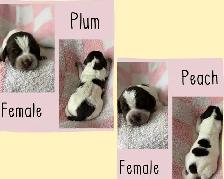 Spriffon Puppies/ Springer Spaniel x Wirehaired Pointing Griffon - Photo 2