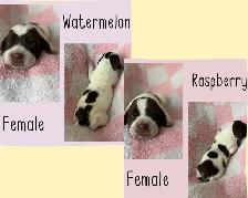 Spriffon Puppies/ Springer Spaniel x Wirehaired Pointing Griffon - Photo 3