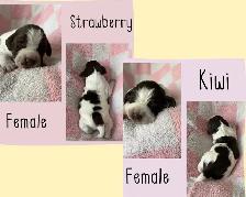 Spriffon Puppies/ Springer Spaniel x Wirehaired Pointing Griffon - Photo 4