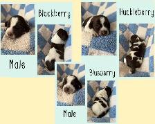 Spriffon Puppies/ Springer Spaniel x Wirehaired Pointing Griffon - Photo 5