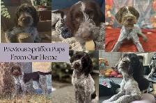 Spriffon Puppies/ Springer Spaniel x Wirehaired Pointing Griffon - Photo 6