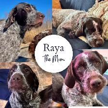 Spriffon Puppies/ Springer Spaniel x Wirehaired Pointing Griffon - Photo 9