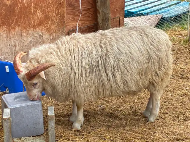 Ewes & Lambs For Sale