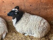 Ewes & Lambs For Sale - Photo 2