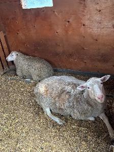 Ewes & Lambs For Sale - Photo 3