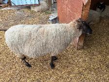 Ewes & Lambs For Sale - Photo 4