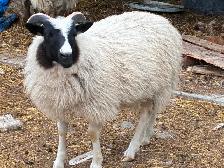 Ewes & Lambs For Sale - Photo 5