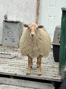 Ewes & Lambs For Sale - Photo 6