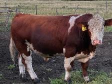 Simmental bull