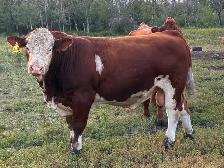 Simmental bull - Photo 2