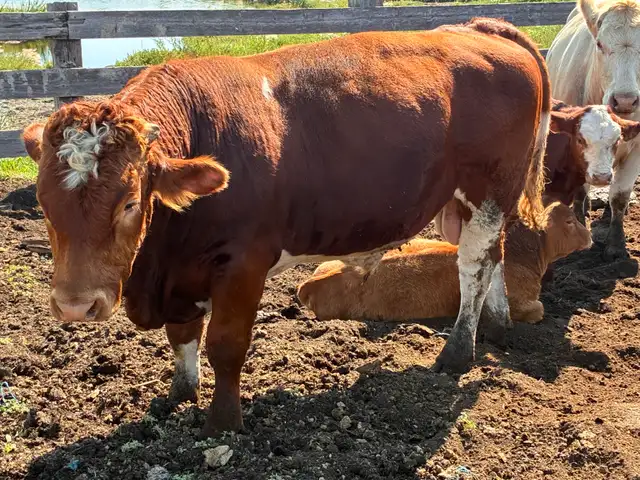 Simmental bull
