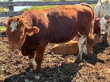 Simmental bull