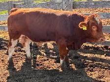 Simmental bull - Photo 2