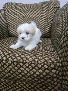 Shih Tzu $850