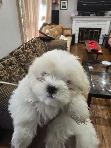 Shih Tzu $850 - Photo 2