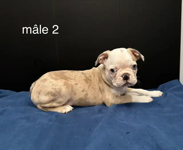 Magnifiques chiots Boston Terrier