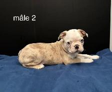 Magnifiques chiots Boston Terrier