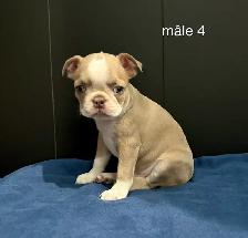 Magnifiques chiots Boston Terrier - Photo 2