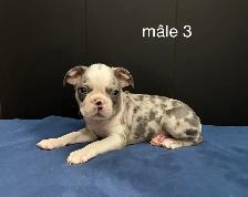 Magnifiques chiots Boston Terrier - Photo 3