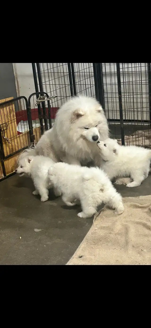 samoyède / samoyed pure race à venir