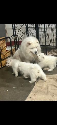 samoyède / samoyed pure race à venir