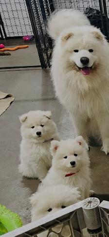 samoyède / samoyed pure race à venir - Photo 2
