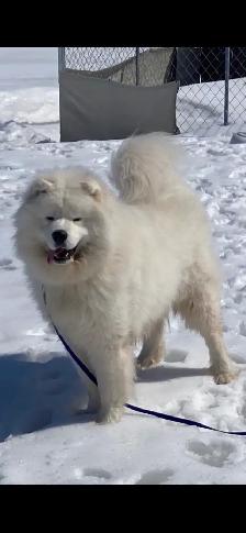 samoyède / samoyed pure race à venir - Photo 3