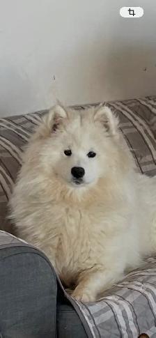 samoyède / samoyed pure race à venir - Photo 4