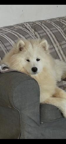 samoyède / samoyed pure race à venir - Photo 5