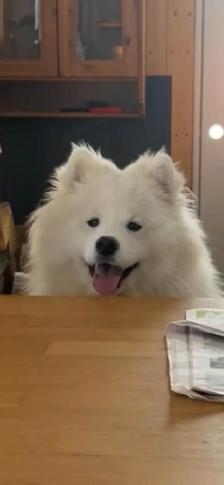 samoyède / samoyed pure race à venir - Photo 6