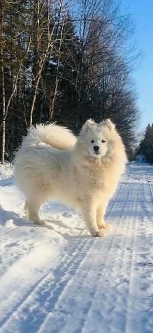 samoyède / samoyed pure race à venir - Photo 7