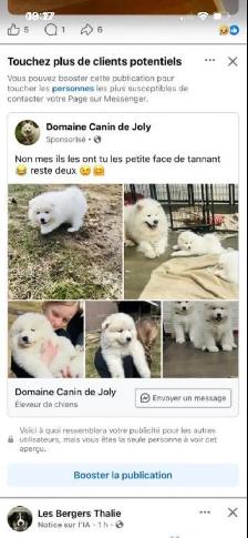 samoyède / samoyed pure race à venir - Photo 8
