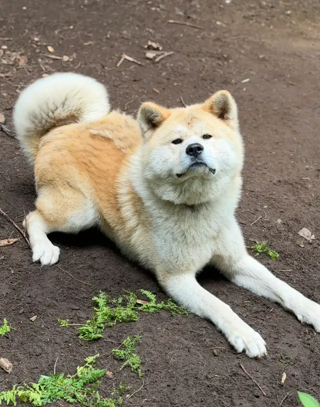 akita inu
