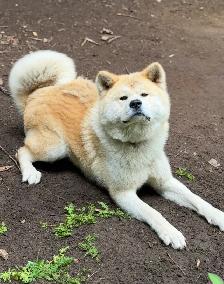 akita inu