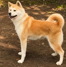 akita inu - Photo 2