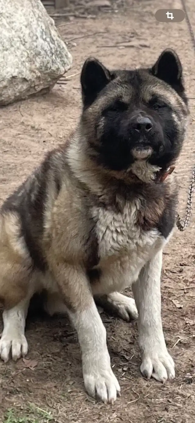 Akita américain
