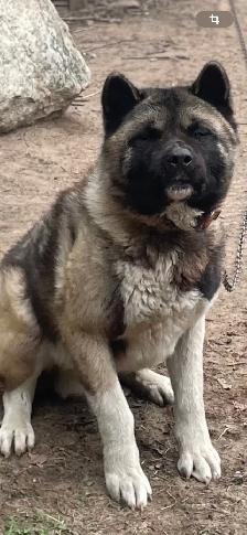 Akita américain