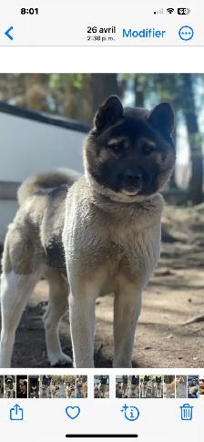 Akita américain - Photo 2