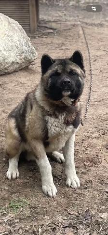 Akita américain - Photo 3