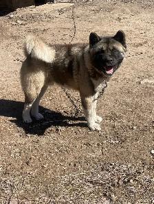Akita américain - Photo 4
