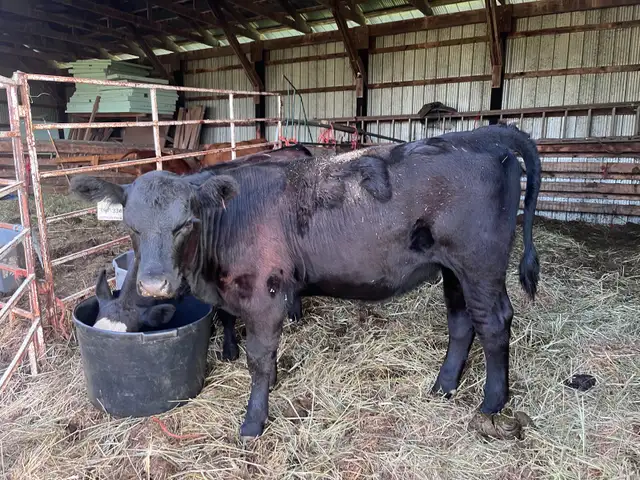 Simmental x Angus Heifer