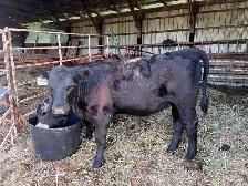 Simmental x Angus Heifer