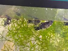 5 young adult Lyretail DALMATION MOLLIES – $20 for all - Photo 6