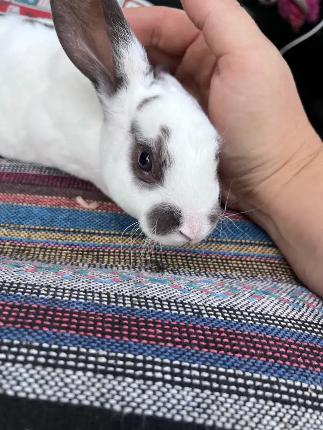 Purebred Rex Rabbits BUCKS ONLY