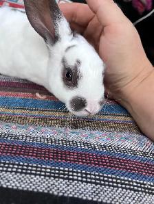Purebred Rex Rabbits BUCKS ONLY