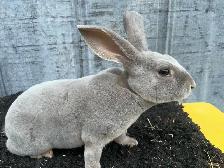 Purebred Rex Rabbits BUCKS ONLY - Photo 2