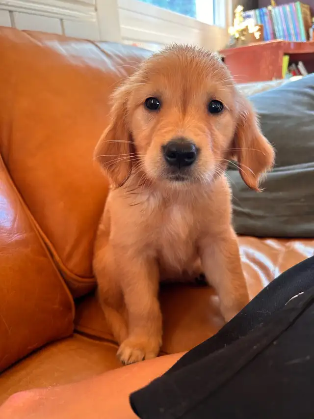 Golden Retriever, Ready for Home!